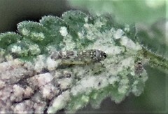 Eupteryx decemnotata