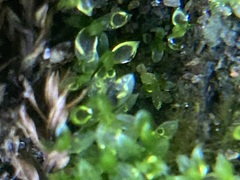 Syntrichia papillosa