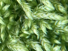 Pseudisothecium myosuroides