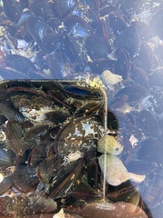 Mytilus edulis