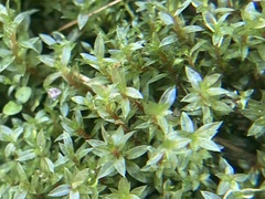 Ptychostomum pseudotriquetrum