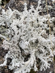 Stereocaulon saxatile