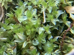 Ptychostomum pseudotriquetrum