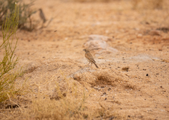Emberiza impetuani