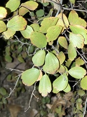 Crataegus viridis