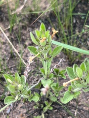 Dyschoriste costata