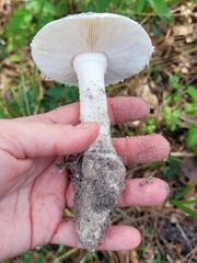 Amidella