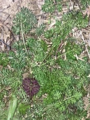 Chaerophyllum procumbens