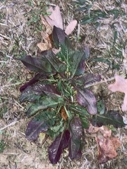Salvia lyrata
