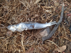 Engraulis anchoita