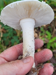 Amidella