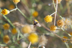 Cobubatha lixiva