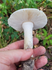 Amidella