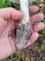 Amidella