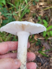 Amidella
