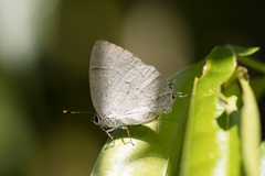 Symbiopsis lenitas