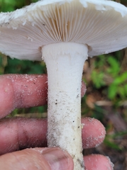 Amidella