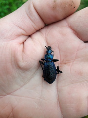 Carabus intricatus