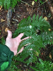 Dryopteris campyloptera