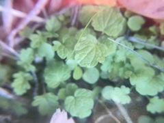 Lamium amplexicaule