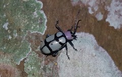 Omophoita octoguttata
