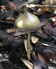 Psilocybe angulospora