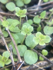 Galium rotundifolium