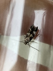 Endrosis sarcitrella