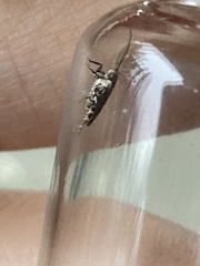 Endrosis sarcitrella