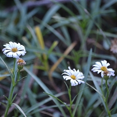 Symphyotrichum moranense