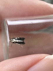 Endrosis sarcitrella