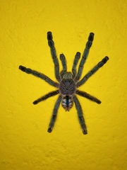 Pachistopelma rufonigrum