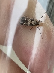 Endrosis sarcitrella