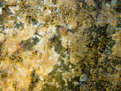 Atalodoris pusilla