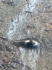 Sepedophilus