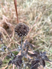 Monarda fistulosa