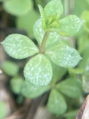 Galium rotundifolium