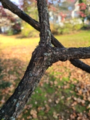 Celtis occidentalis