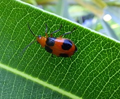 Aulacophora hilaris