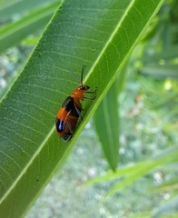 Aulacophora hilaris