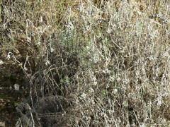 Helichrysum stoechas