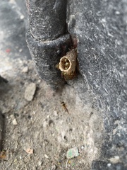 Tetragonisca angustula