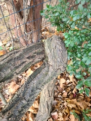 Celtis occidentalis