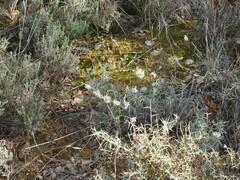Helichrysum stoechas