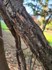 Celtis occidentalis