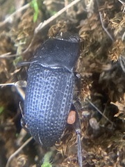 Asiopus minimus