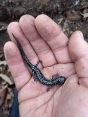 Plethodon mississippi