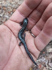Plethodon mississippi