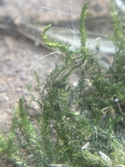 Anomodon viticulosus