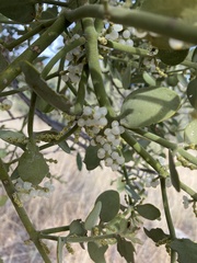 Phoradendron